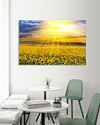 Obraz Lány žltých slnečníc zs1170